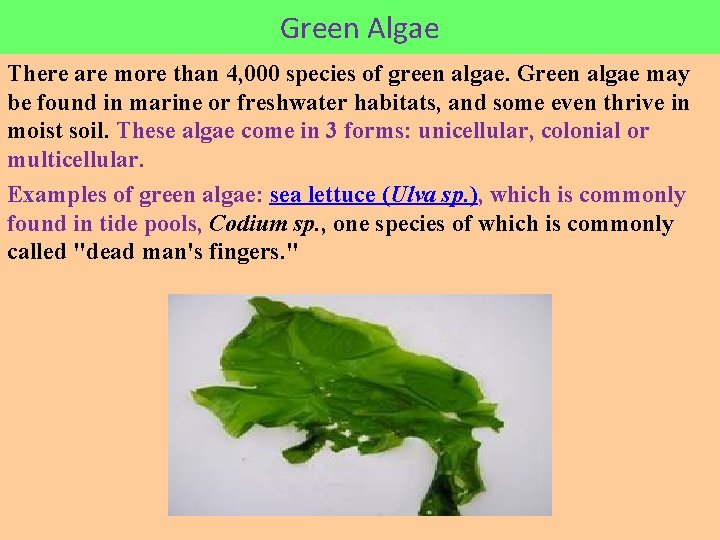 Green Algae There are more than 4, 000 species of green algae. Green algae