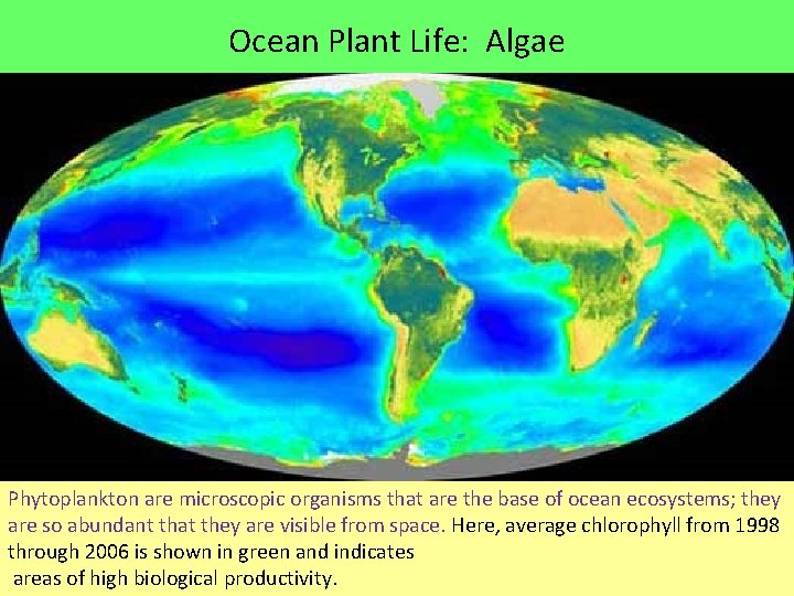 Ocean Plant Life: Algae Phytoplankton are microscopic organisms that are the base of ocean