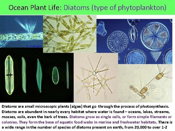 Ocean Plant Life: Diatoms (type of phytoplankton) Diatoms are small microscopic plants (algae) that