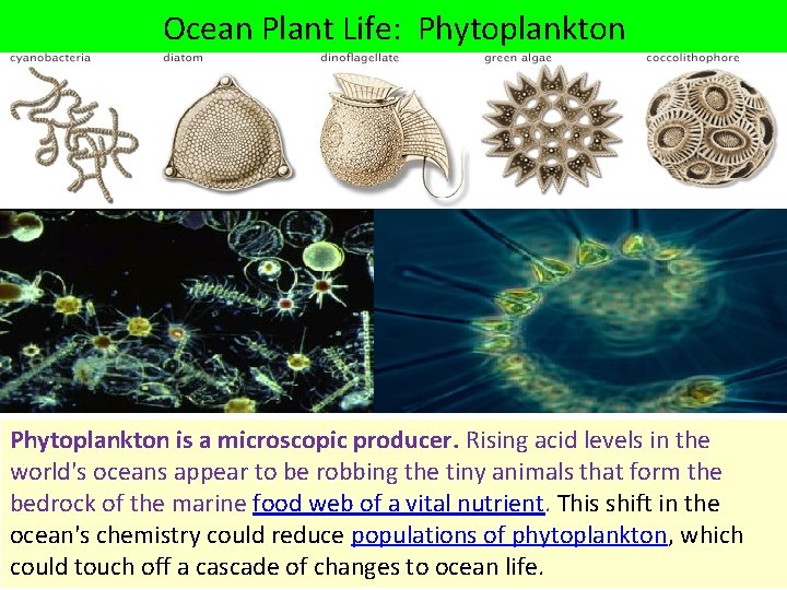 Ocean Plant Life: Phytoplankton is a microscopic producer. Rising acid levels in the world's