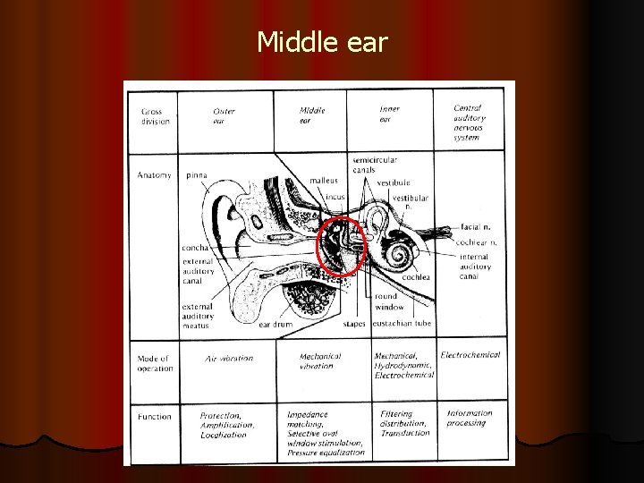 Middle ear 