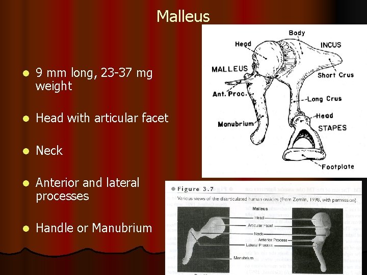 Malleus l 9 mm long, 23 -37 mg weight l Head with articular facet