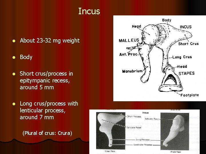 Incus l About 23 -32 mg weight l Body l Short crus/process in epitympanic