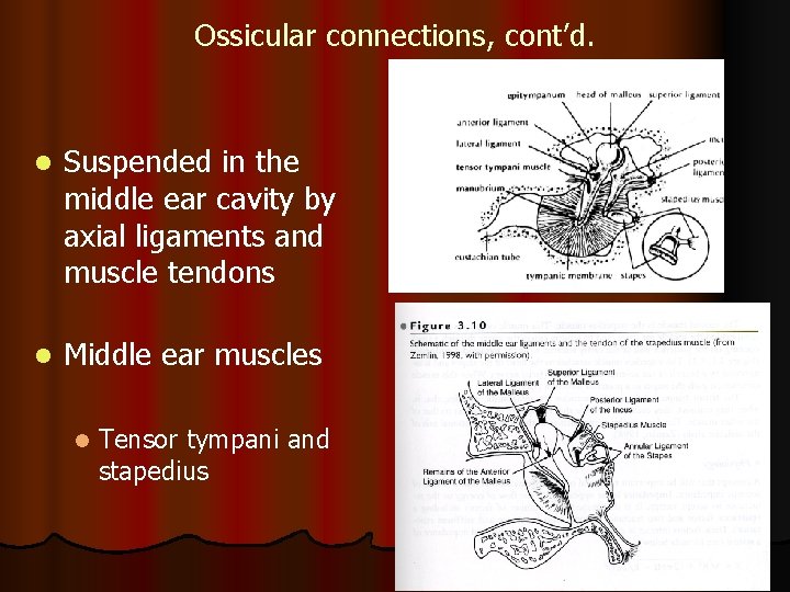 Ossicular connections, cont’d. l Suspended in the middle ear cavity by axial ligaments and