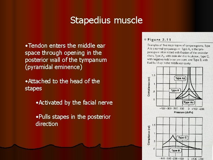 Stapedius muscle • Tendon enters the middle ear space through opening in the posterior
