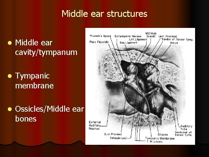 Middle ear structures l Middle ear cavity/tympanum l Tympanic membrane l Ossicles/Middle ear bones