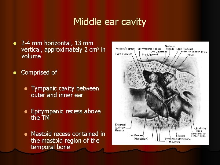 Middle ear cavity l 2 -4 mm horizontal, 13 mm vertical, approximately 2 cm