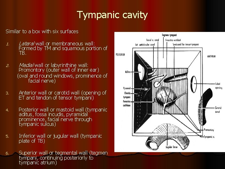 Tympanic cavity Similar to a box with six surfaces 1. Lateral wall or membraneous