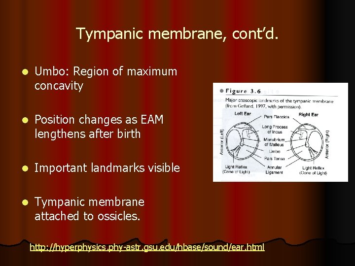 Tympanic membrane, cont’d. l Umbo: Region of maximum concavity l Position changes as EAM