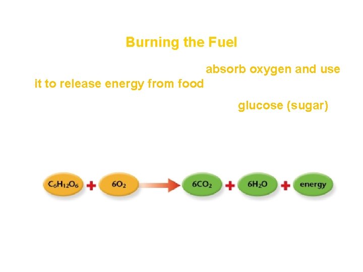 How Ecosystems Work Section 1 Burning the Fuel • During cellular respiration, cells absorb