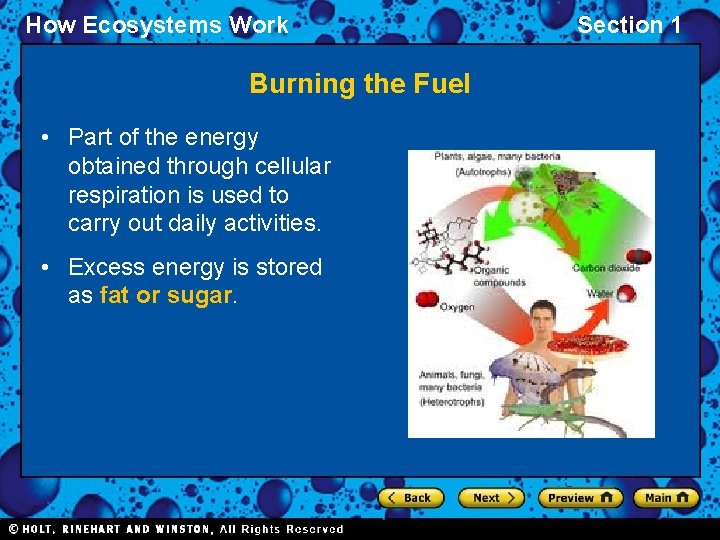 How Ecosystems Work Burning the Fuel • Part of the energy obtained through cellular