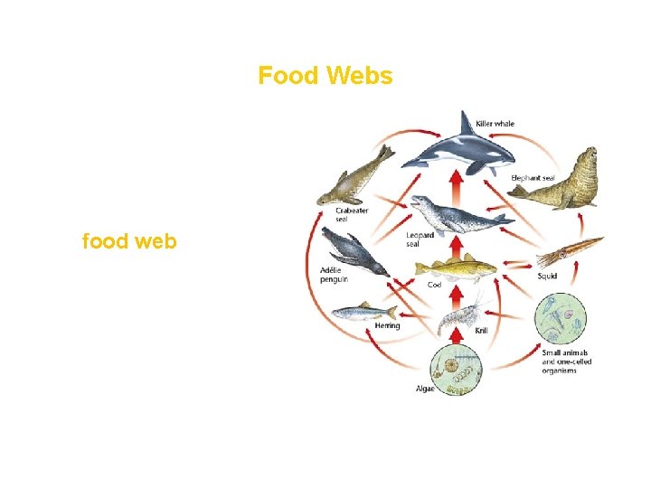 How Ecosystems Work Food Webs • Ecosystems, however, usually contain more than one food