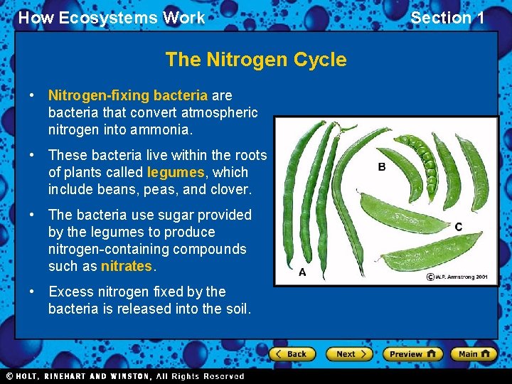 How Ecosystems Work The Nitrogen Cycle • Nitrogen-fixing bacteria are bacteria that convert atmospheric