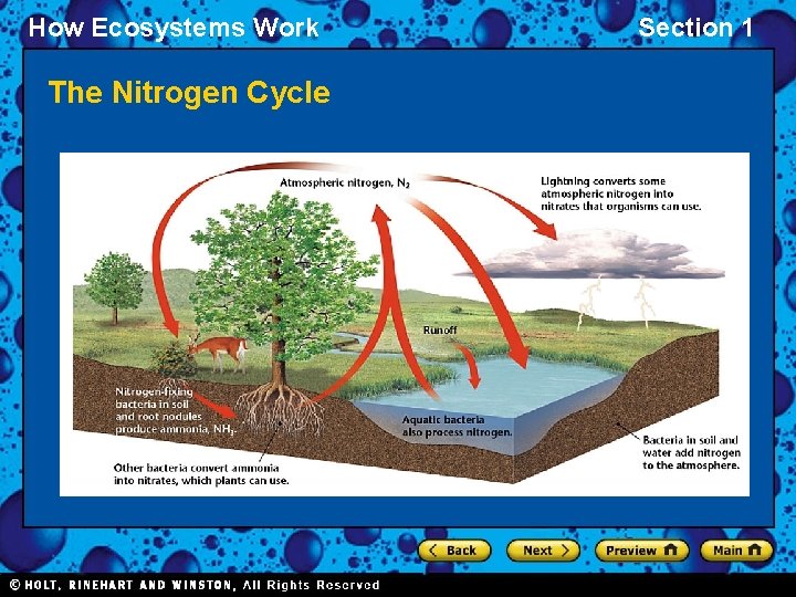 How Ecosystems Work The Nitrogen Cycle Section 1 