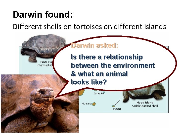 Darwin found: Different shells on tortoises on different islands Darwin asked: Is there a