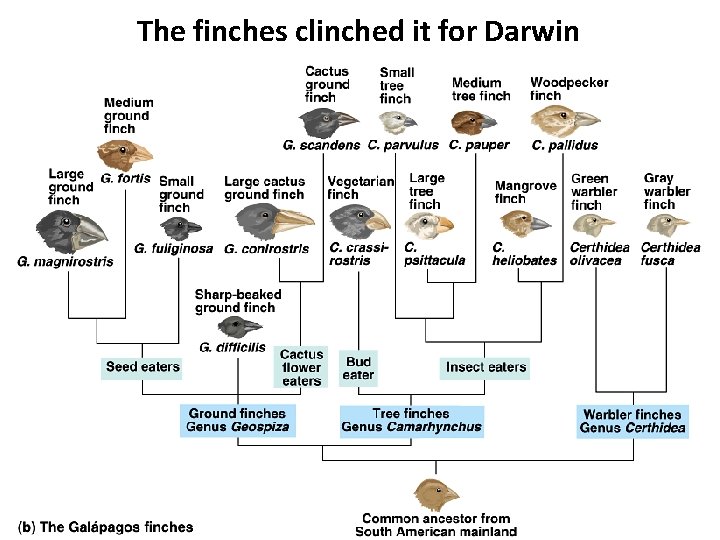 The finches clinched it for Darwin 