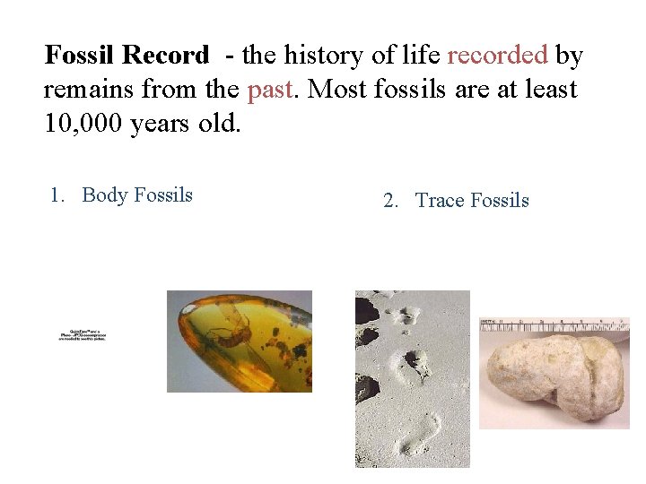 Fossil Record - the history of life recorded by remains from the past. Most