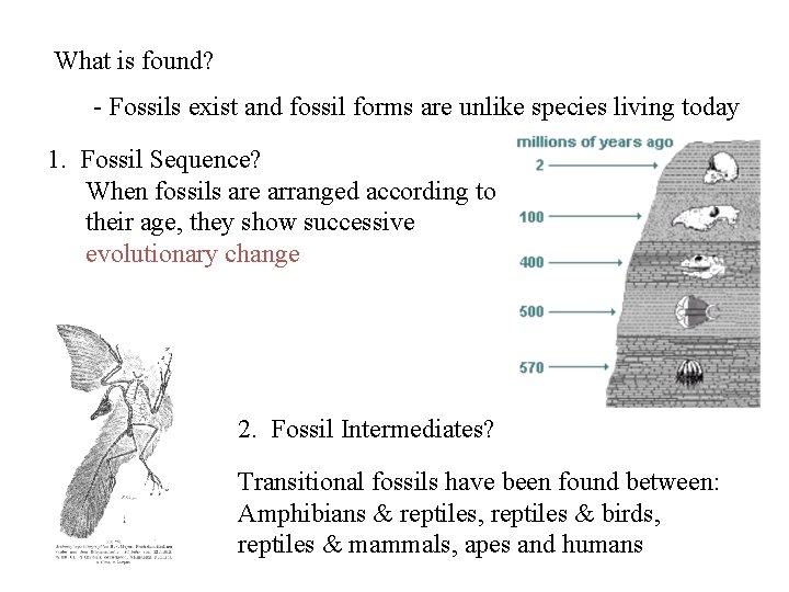 What is found? - Fossils exist and fossil forms are unlike species living today