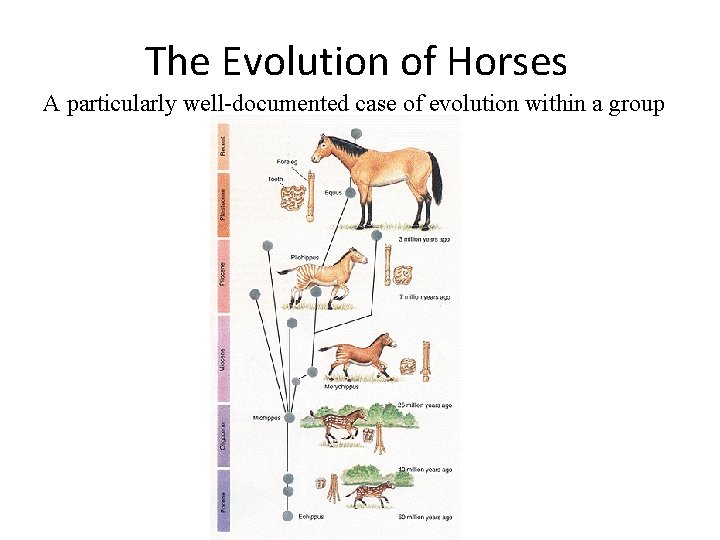 The Evolution of Horses A particularly well-documented case of evolution within a group 