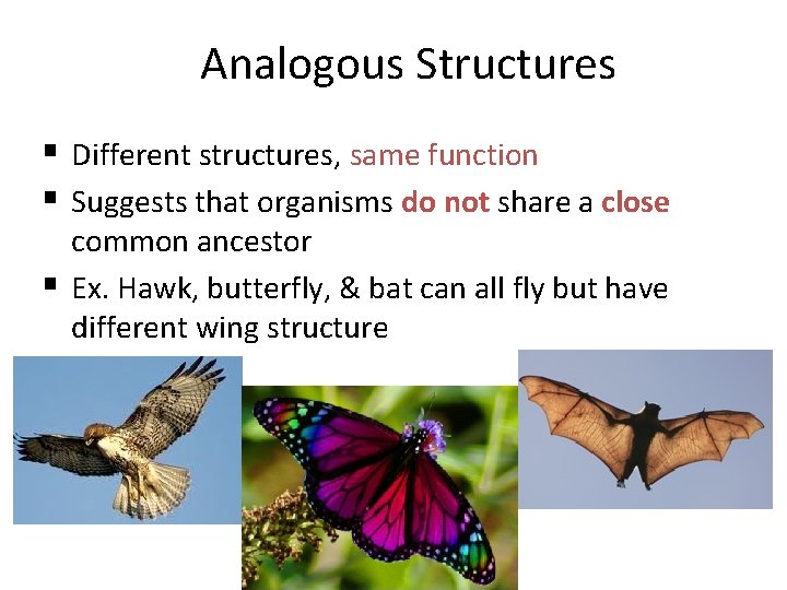  Analogous Structures § Different structures, same function § Suggests that organisms do not