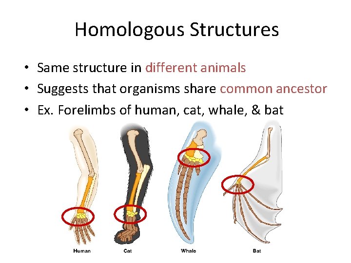  Homologous Structures • Same structure in different animals • Suggests that organisms share