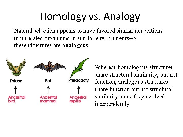 Homology vs. Analogy Natural selection appears to have favored similar adaptations in unrelated organisms