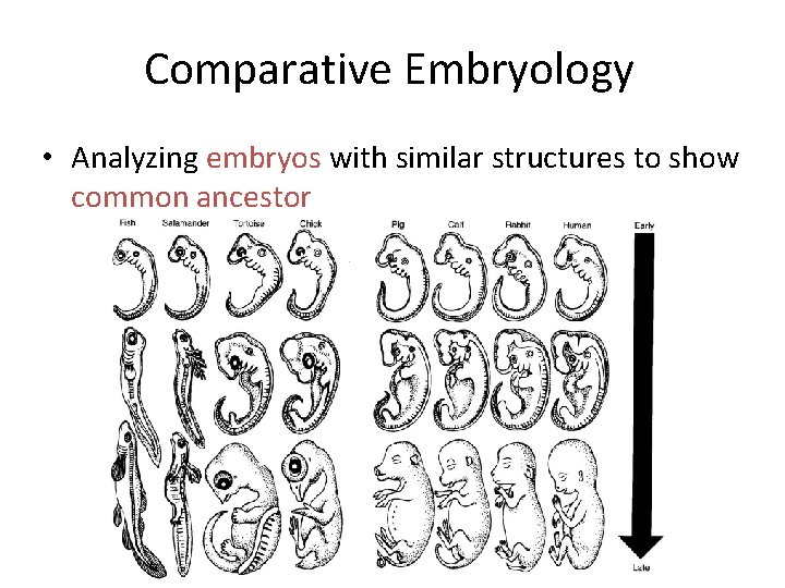 Comparative Embryology • Analyzing embryos with similar structures to show common ancestor 