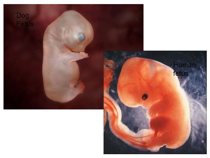 Dog Fetus Human fetus 