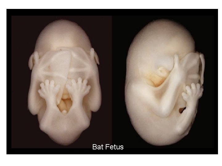 Bat Fetus 