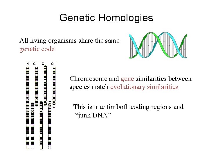 Genetic Homologies All living organisms share the same genetic code Chromosome and gene similarities