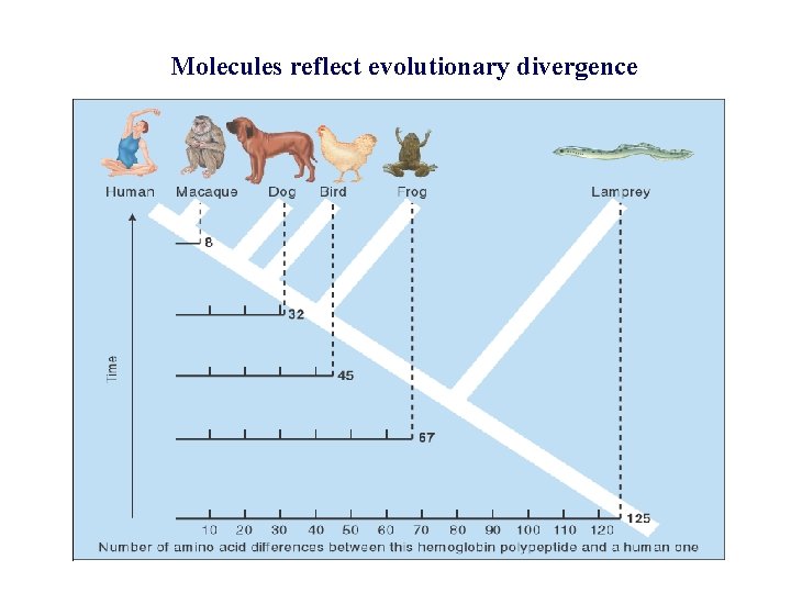 Molecules reflect evolutionary divergence 