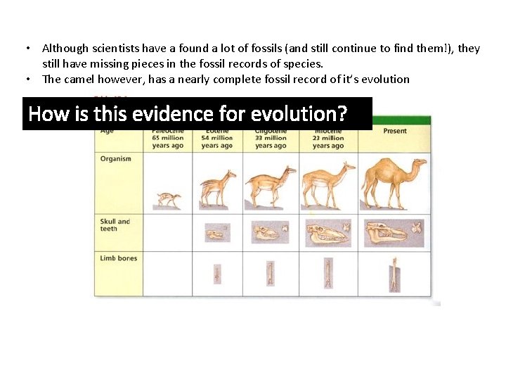  • Although scientists have a found a lot of fossils (and still continue