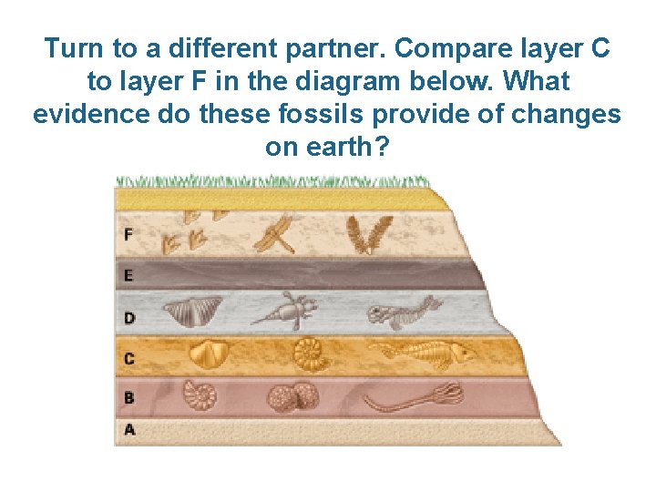 Turn to a different partner. Compare layer C to layer F in the diagram