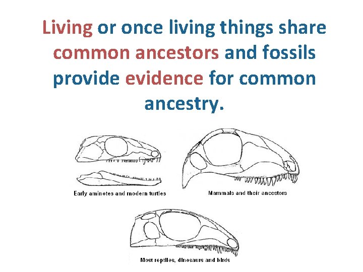 Living or once living things share common ancestors and fossils provide evidence for common