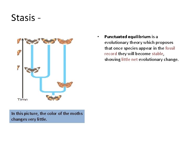 Stasis - • In this picture, the color of the moths changes very little.