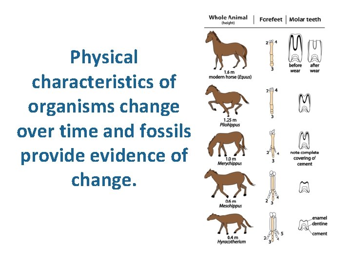 Physical characteristics of organisms change over time and fossils provide evidence of change. 