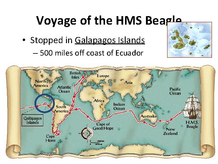 Voyage of the HMS Beagle • Stopped in Galapagos Islands – 500 miles off