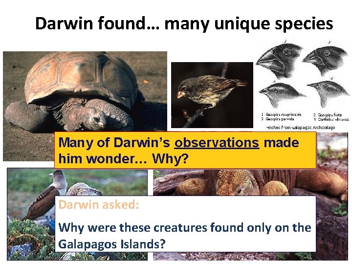 Darwin found… many unique species Many of Darwin’s observations made him wonder… Why? Darwin