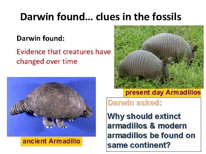 Darwin found… clues in the fossils Darwin found: Evidence that creatures have changed over