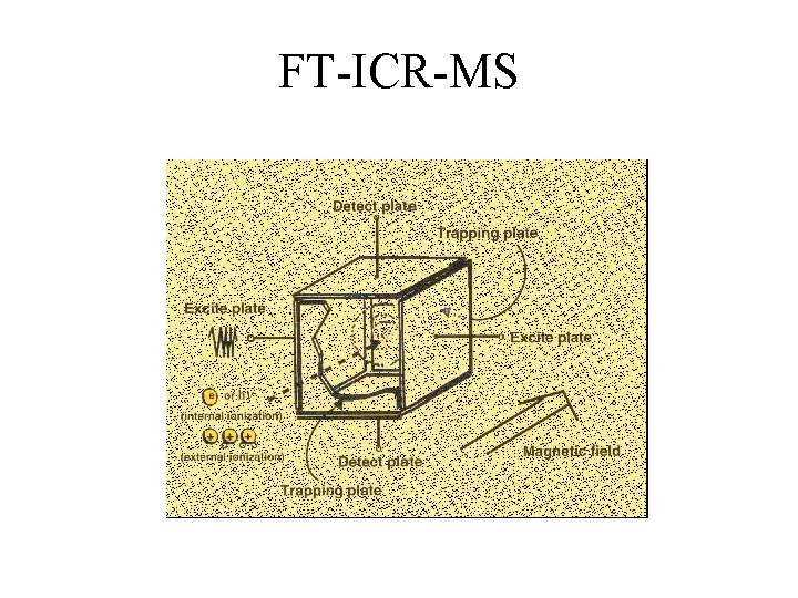 FT-ICR-MS 