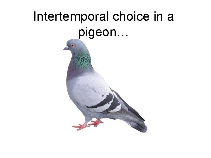 Intertemporal choice in a pigeon… 
