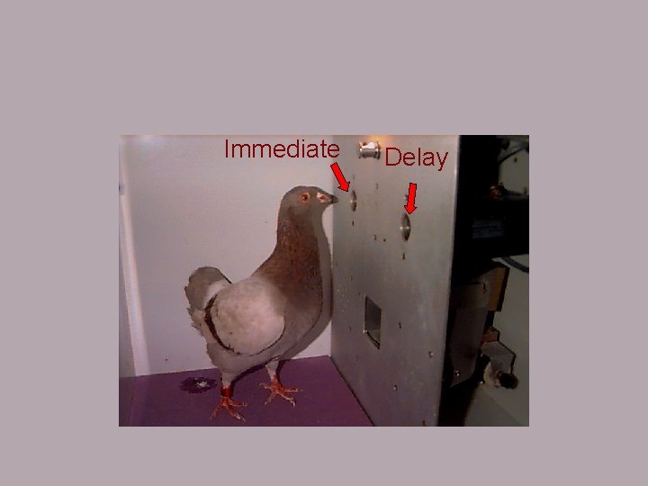 Immediate Delay 