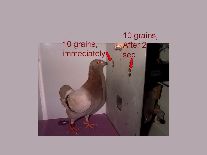 10 grains, immediately 10 grains, After 2 sec 