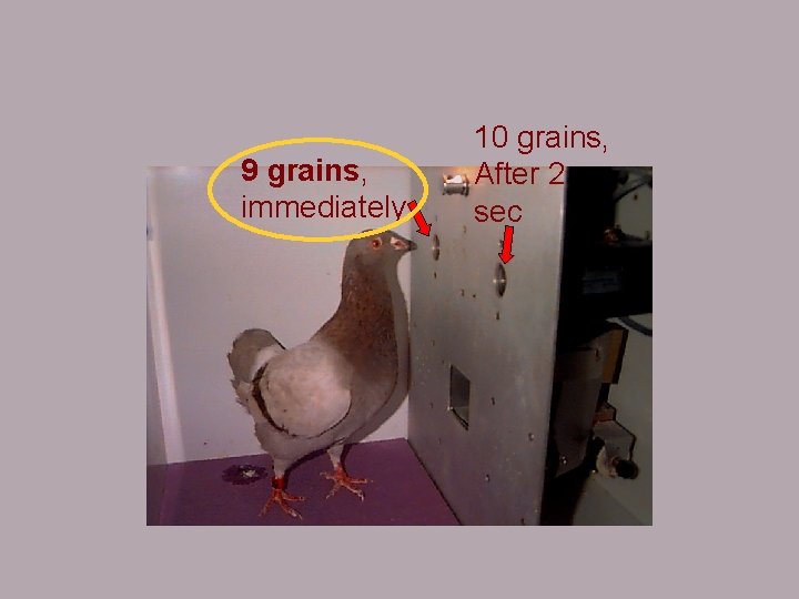 9 grains, immediately 10 grains, After 2 sec 