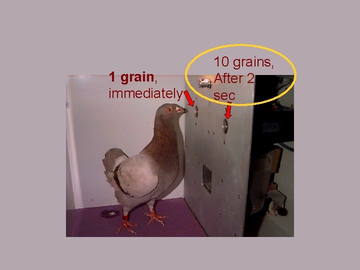 1 grain, immediately 10 grains, After 2 sec 