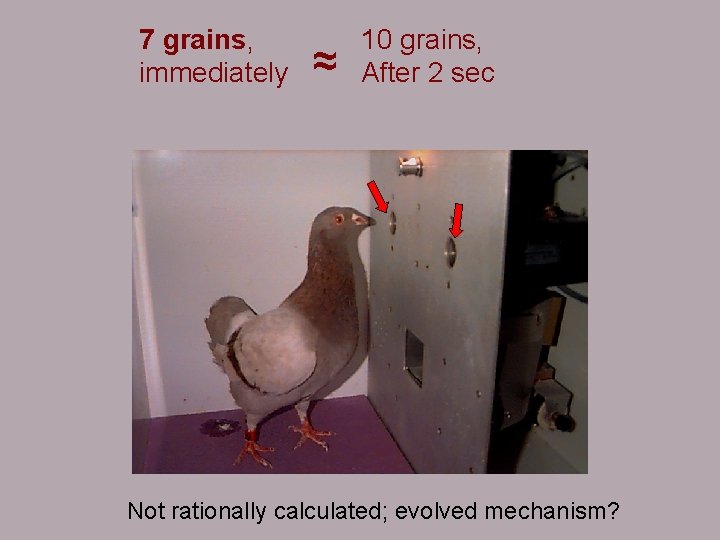 7 grains, immediately ≈ 10 grains, After 2 sec Not rationally calculated; evolved mechanism?