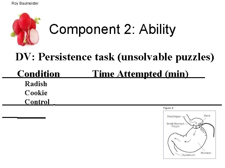 Roy Baumeister Component 2: Ability DV: Persistence task (unsolvable puzzles) Condition Radish Cookie Control