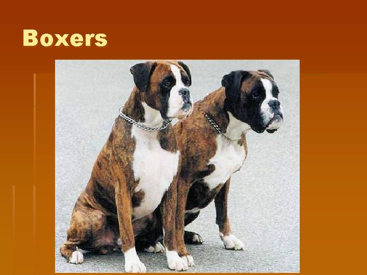 Boxers Boxers