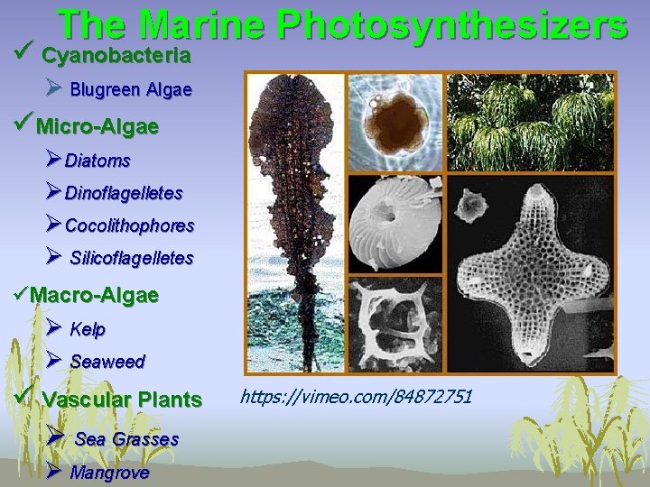 The Marine Photosynthesizers ü Cyanobacteria Ø Blugreen Algae üMicro-Algae ØDiatoms ØDinoflagelletes ØCocolithophores Ø Silicoflagelletes