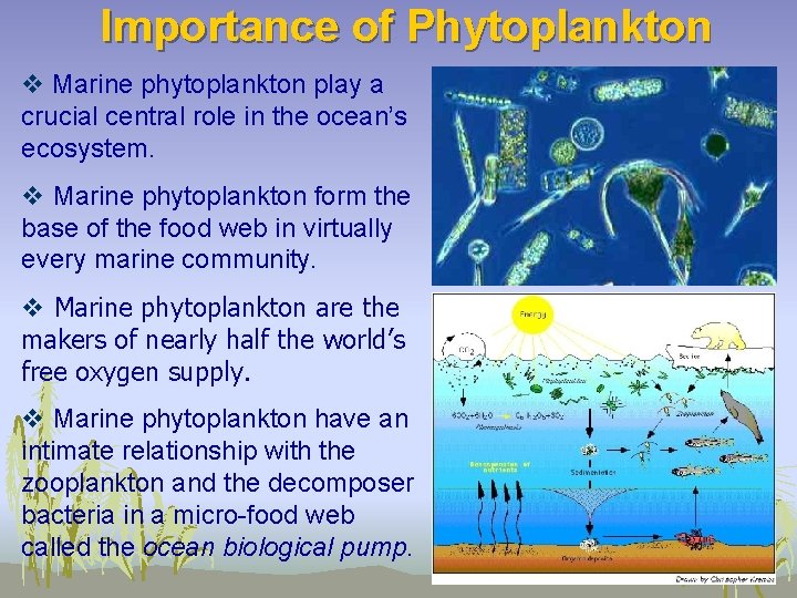 Importance of Phytoplankton v Marine phytoplankton play a crucial central role in the ocean’s